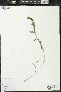 Elodea canadensis image