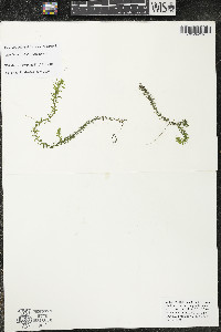 Elodea canadensis image