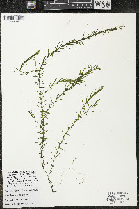 Elodea canadensis image