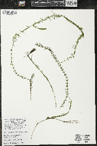 Elodea canadensis image