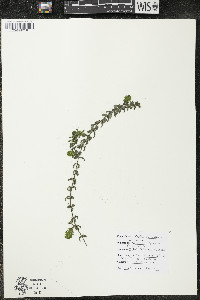 Elodea canadensis image