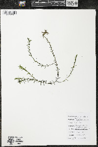 Elodea canadensis image