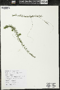 Elodea canadensis image