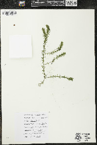 Elodea canadensis image