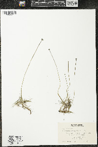 Eriocaulon aquaticum image