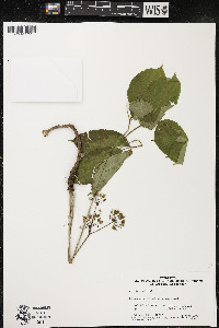 Aralia nudicaulis image