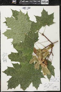 Acer platanoides image