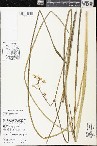 Sagittaria graminea subsp. graminea image