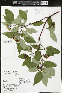 Cornus sericea subsp. sericea image