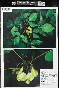 Ptelea trifoliata subsp. trifoliata var. trifoliata image