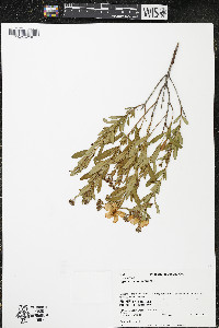 Hypericum kalmianum image