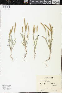 Plantago patagonica image