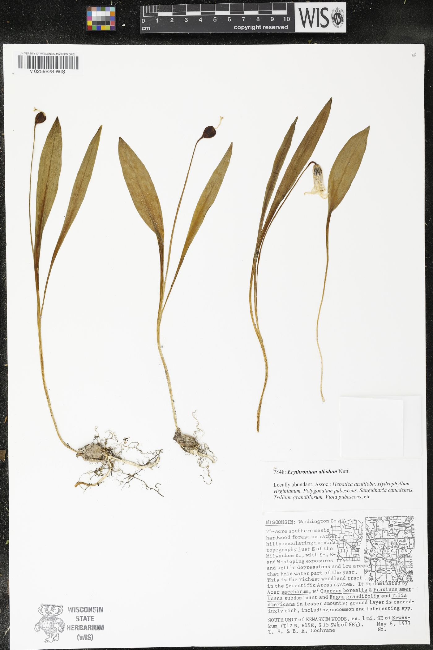 Erythronium albidum image