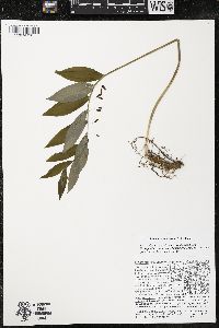 Polygonatum pubescens image