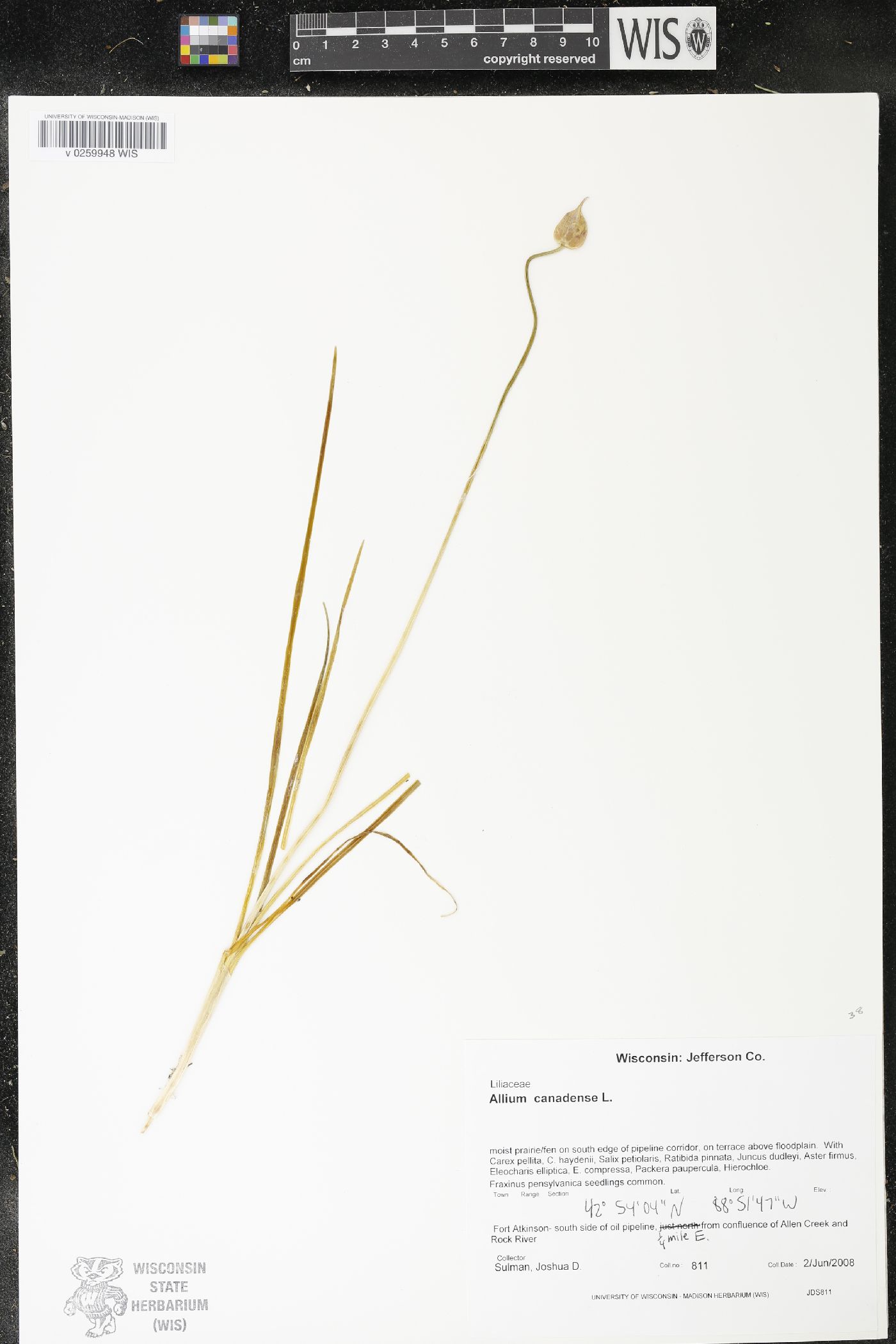 Allium canadense image
