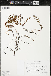 Hypericum boreale image