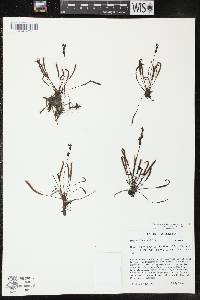 Drosera linearis image