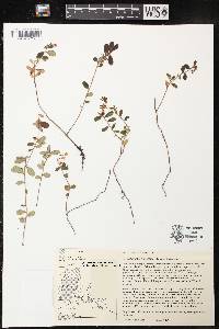 Vaccinium vitis-idaea subsp. minus image