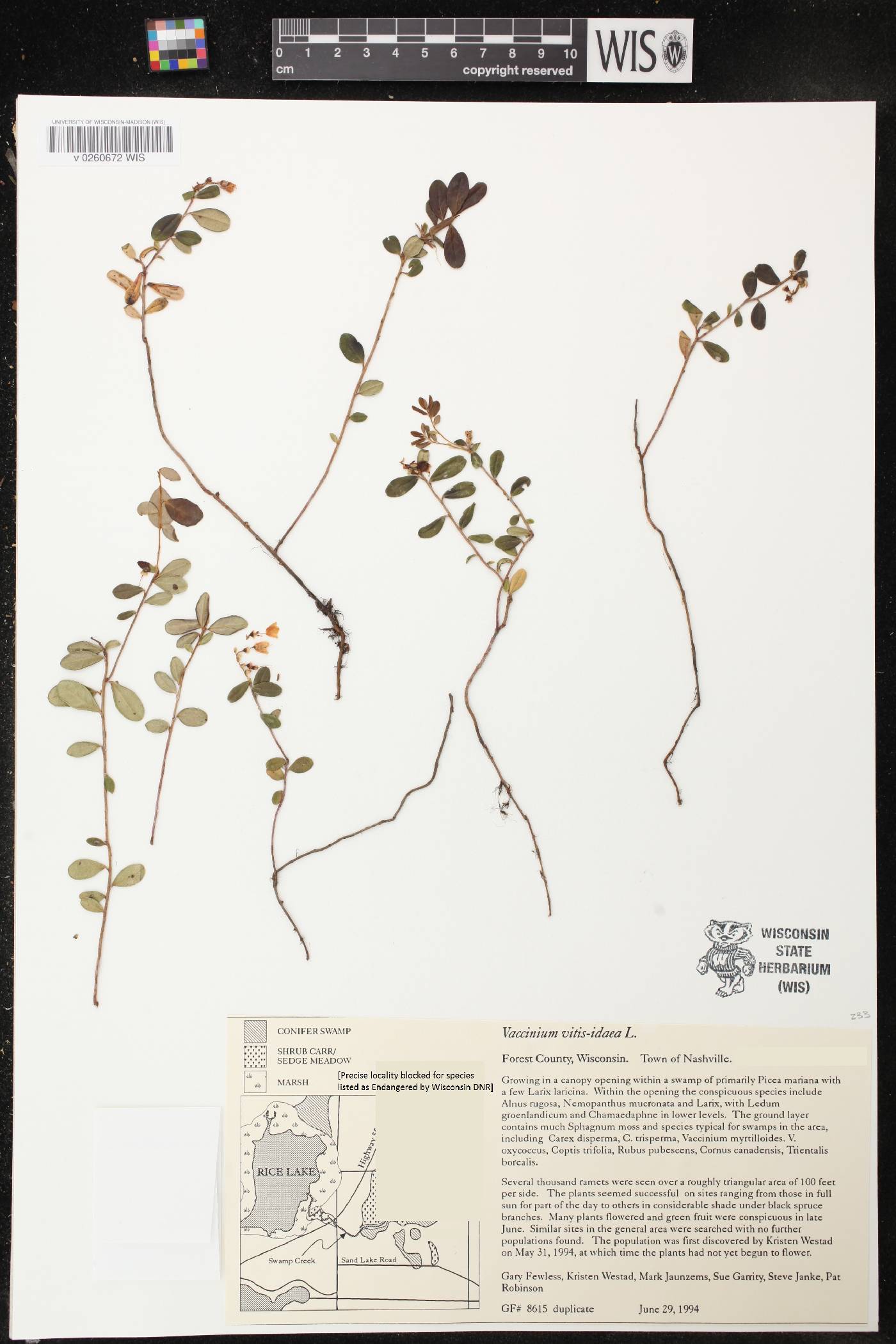 Vaccinium vitis-idaea subsp. minus image