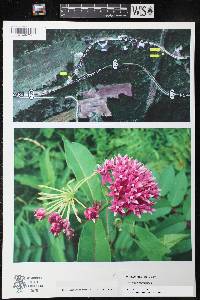 Asclepias purpurascens image