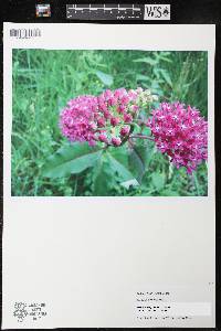 Asclepias purpurascens image