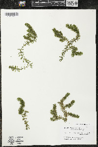 Elodea canadensis image