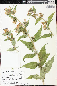 Campanula trachelium image