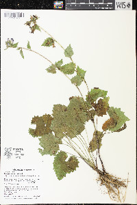 Campanula trachelium image