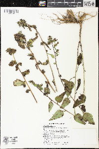 Campanula trachelium image