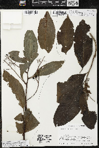 Parathesis donnell-smithii image
