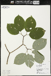 Cornus rugosa image