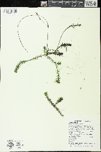 Elodea canadensis image