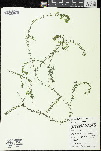 Elodea canadensis image