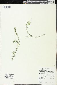 Elodea canadensis image