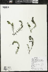 Elodea canadensis image