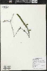 Elodea canadensis image