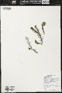 Elodea canadensis image