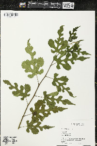 Morus alba image