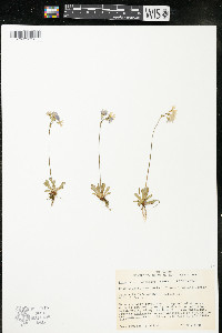 Primula mistassinica image