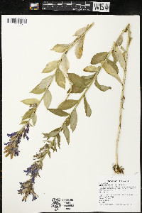 Lobelia siphilitica var. siphilitica image