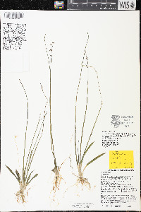 Sagittaria cristata image