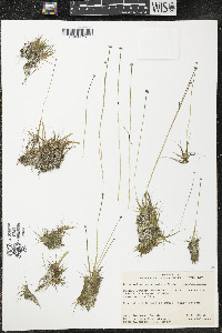 Eriocaulon aquaticum image