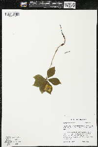 Cornus canadensis image