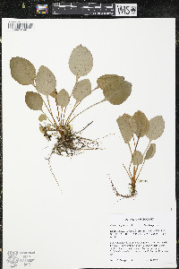 Parnassia glauca image