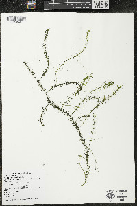 Elodea canadensis image