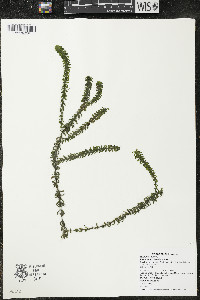 Elodea canadensis image