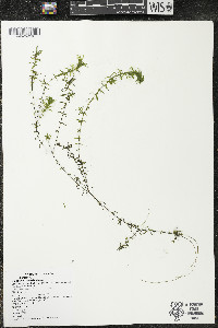 Elodea canadensis image