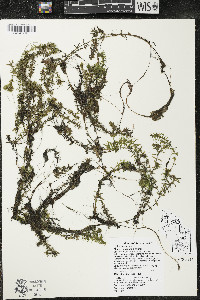 Elodea canadensis image