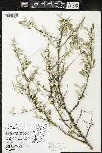 Elaeagnus umbellata image