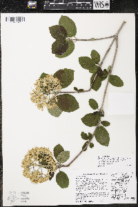 Viburnum lantana image